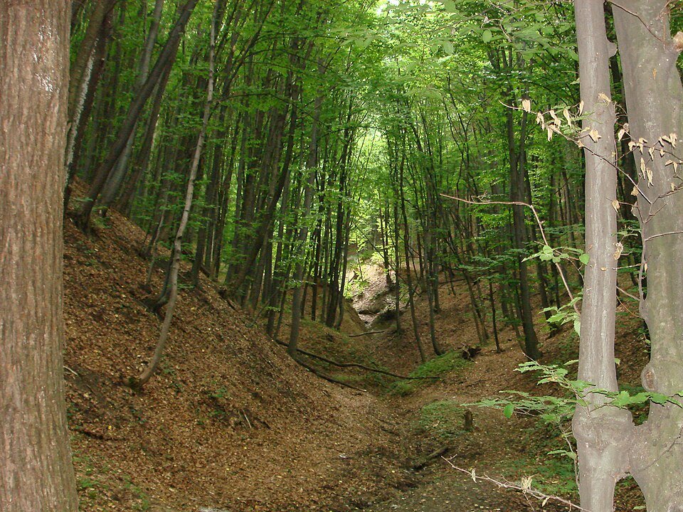Le Codru d'Orhei codrii dolna