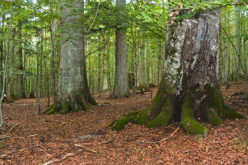 Le Codru d'Orhei Codru 2